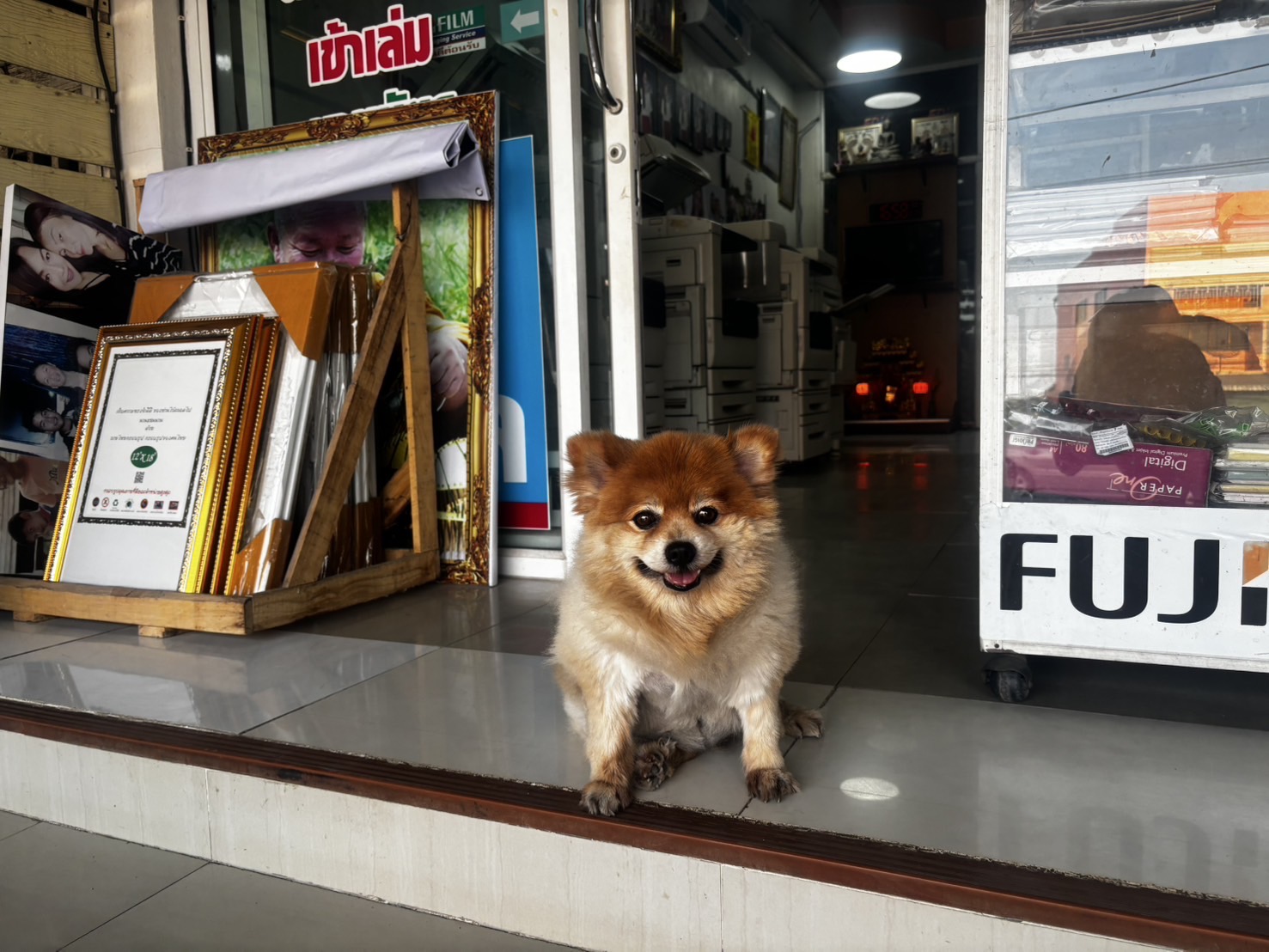 น้องหมาปอมเฝ้าร้านสเลนเดอร์ ดิจิตอล
